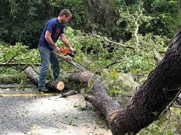 Best Arborist Consultation Services  in Bushnell, FL