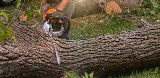 Best Tree Trimming and Pruning  in Bushnell, FL