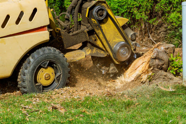 Best Utility Line Clearance  in Bushnell, FL