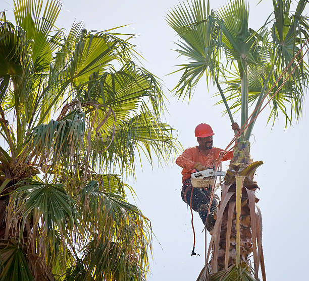  Bushnell, FL Tree Care Services Pros