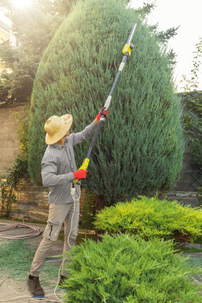 Best Hedge Trimming  in Bushnell, FL